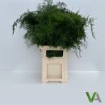 Asparagus Setaceus 85cm pk