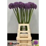 Allium Lauk Big Flower 60cm
