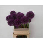 Allium Lauk Big Flower 80cm