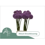 Allium Lauk Big Flower 80cm