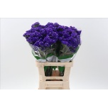 Limonium Parkjuur ov 70cm