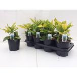 Aucuba japonica crotonifolia 14cm