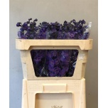 Delphinium Kukekannus Christel 70cm