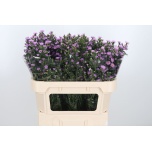 Aster painted lady 70cm