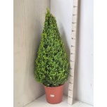 Buxus Pukspuu 32cm