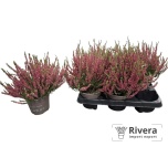 Calluna vulg other 13cm