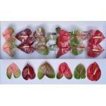 Anthurium Flamongolill mix in box
