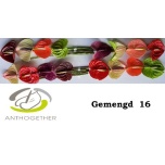 Anthurium Flamongolill mix in box
