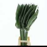 Strelitzia leht 110cm (tk)