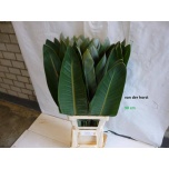 Strelitzia leht 90cm (tk)