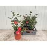 Camellia japonica 19cm