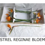 Strelitzia flower Paradiisilinnulill 70-75cm
