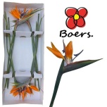 Strelitzia flower Paradiisilinnulill 70-75cm