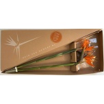 Strelitzia flower Paradiisilinnulill 70-75cm