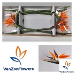 Strelitzia flower Paradiisilinnulill 80-85cm
