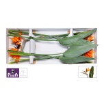 Strelitzia flower Paradiisilinnulill 80-85cm