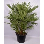 Chamaerops humilis 30m