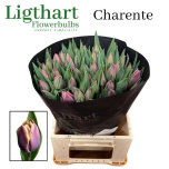 Tulp si ov 42cm