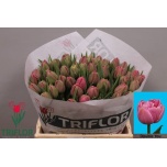Tulp do ov 37cm