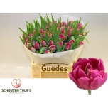 Tulp do ov 40cm