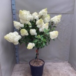 Hydrangea Hortensia pani vanille-frais 32cm