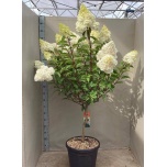 Hydrangea Hortensia pani vanille-frais 40cm