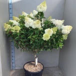Hydrangea Hortensia pani vanille-frais 43cm