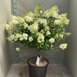 Hydrangea Hortensia pani vanille-frais 43cm