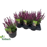 Salvia Salvei nemorosa sensation deep rose 17cm