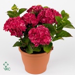 Hydrangea Hortensia macr Stockholm 10,5cm