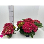 Hydrangea Hortensia macr Stockholm 10,5cm