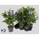 Thunbergia Tunbergia battiscombei 17cm