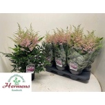 Astilbe Youn Sil Pink 15cm