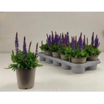 Salvia Salvei nemorosa sensation deep blue 12cm