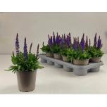 Salvia Salvei nemorosa sensation deep blue 12cm
