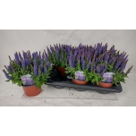 Salvia nemorosa sensation deep blue 15cm