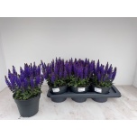 Salvia Salvei nemorosa sensation deep blue 17cm