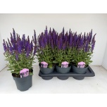 Salvia Salvei nemorosa sensation deep blue 17cm
