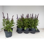 Salvia nemorosa sensation deep blue 17cm