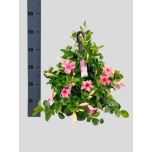 Mandevilla Mandevill sund cream pink 25cm