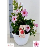 Mandevilla Mandevill sund cream pink 27cm