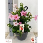 Mandevilla Mandevill sund cream pink 27cm