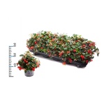 Gaultheria Talihali proc big berry 11cm