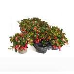 Gaultheria Talihali proc big berry 11cm