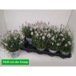 Lavandula Lavendel an aromatico silver 12cm