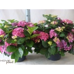 Hydrangea macrophylla early 29cm