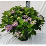 Hydrangea Hortensia macr early blue 30cm