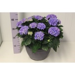 Hydrangea Hortensia macr early blue 30cm