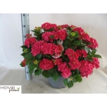 Hydrangea macrophylla hot red 29cm
