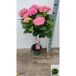 Hydrangea macr magical amethyst 23cm